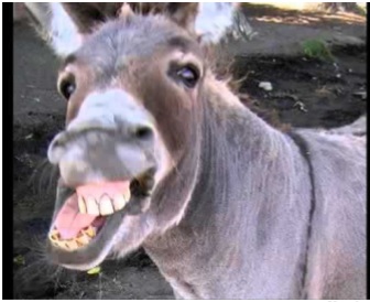 Donkey