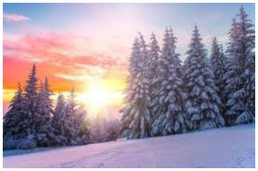 Sun shines behind snow covered trees