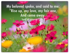 Pink flowers in a green field