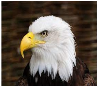 Eagel with white head and bright yellow, sharp hooked beak