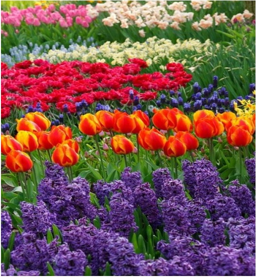 Field of colourful flowers