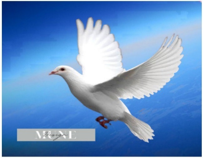 White dove against a blue sky